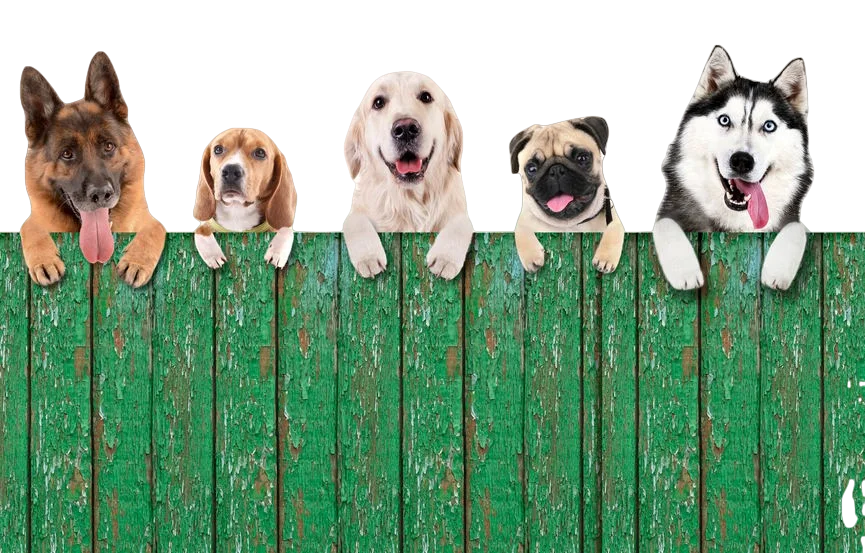 About Us - Pooch Approved Products, USA