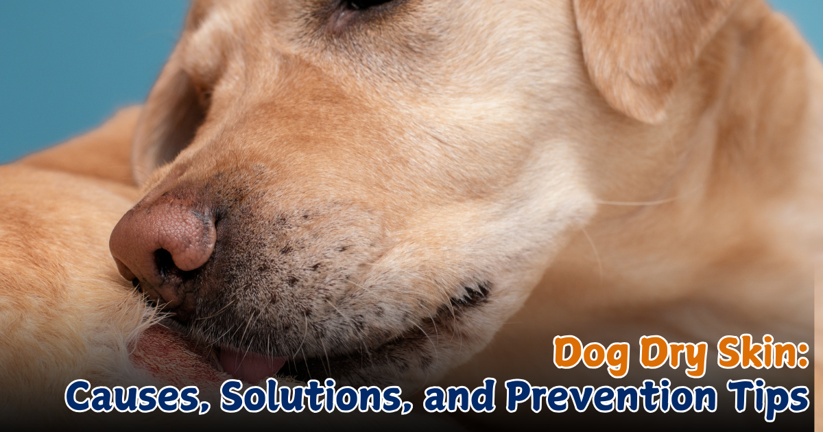 Dog Dry Skin: Causes-Solutions-and-Prevention-Tips