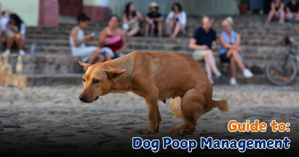 Guide to Dog Poop Management