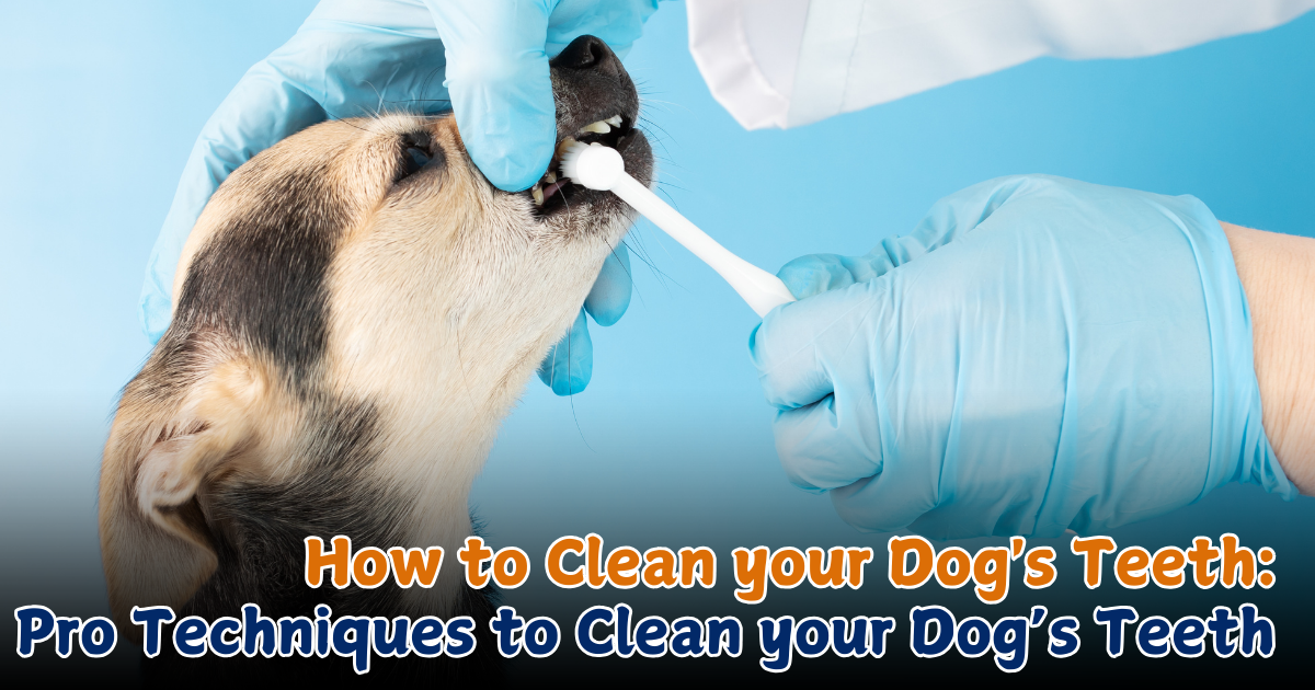 How to Clean your Dog's Teeth