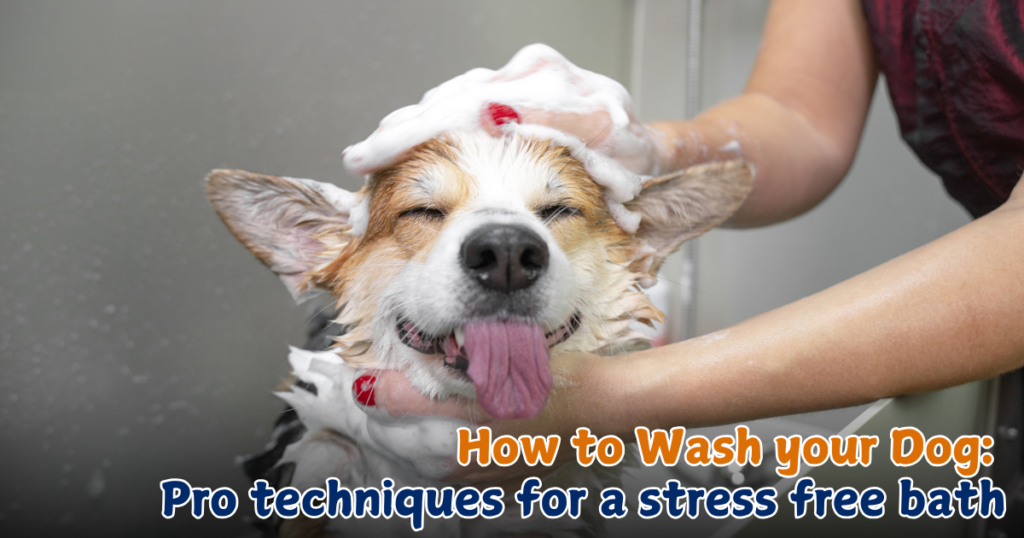 How to give your dog a bath: Pro techniques for a stress free bath