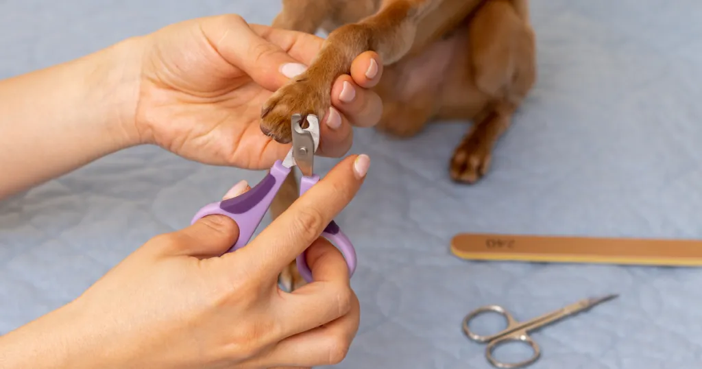 Picture of How to Trim Dog Nails | Expert Trimming Tips