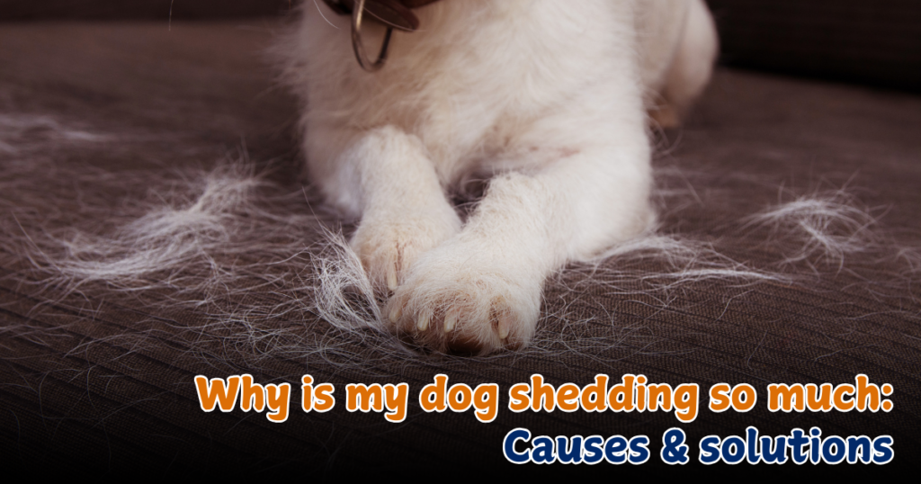 Why is my Dog Shedding so much? Causes & Effective Solutions