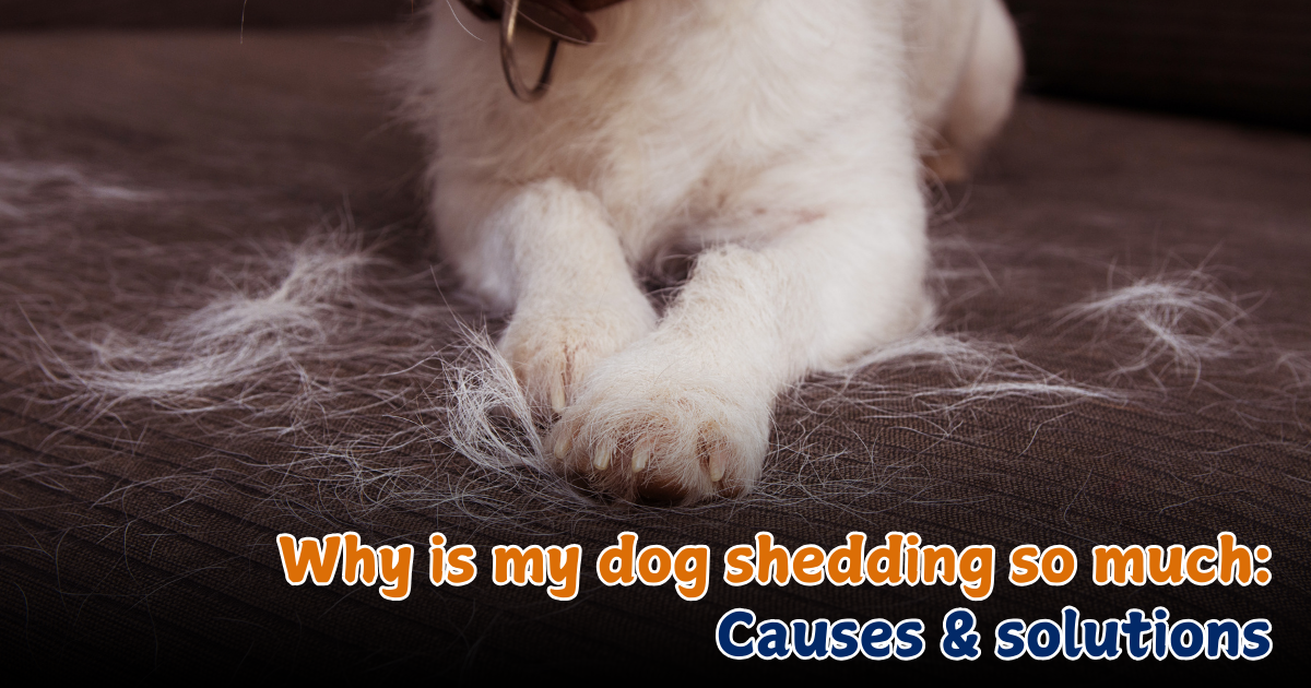 DOG SHEDDING