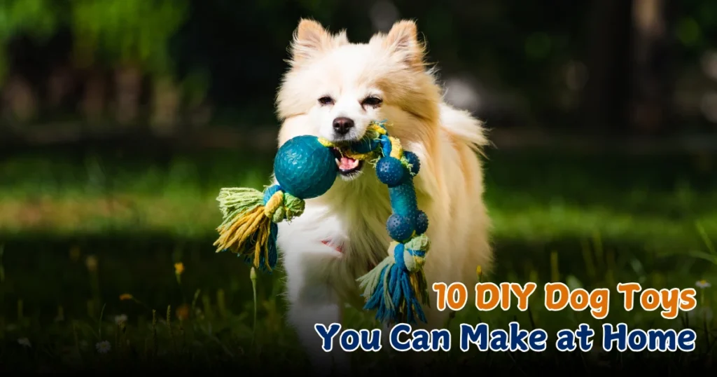 DIY dog toys