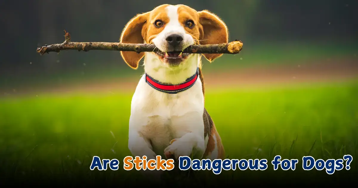 Are Sticks Dangerous for Dogs