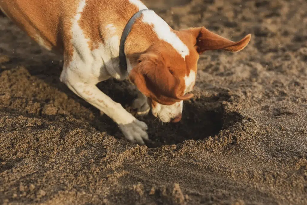Can Dog Poop Be Composted