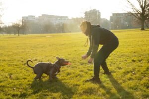Dog Poop Disposal