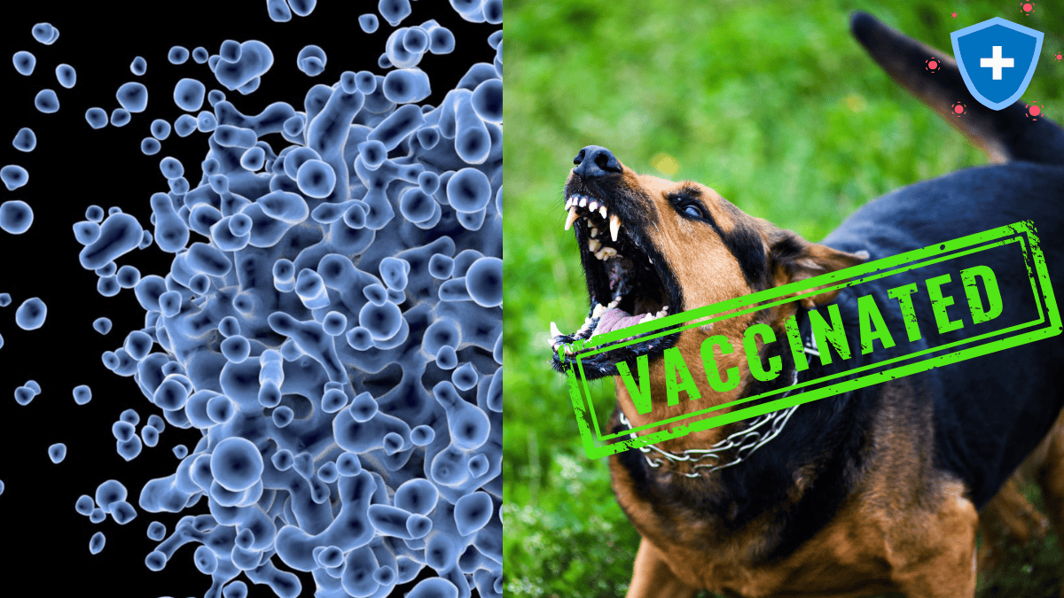 dog vaccine, GogoStik, Dog Dutie Bags, Dog Poop Bag, Pooper Scooper