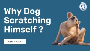 dog scratching himself