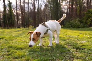 Dog Poop Color: What It Says About Your Dog’s Health