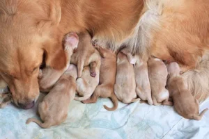 Golden Retriever Newborn