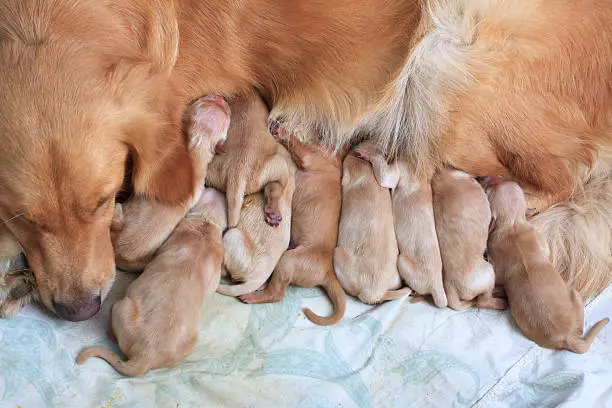 Golden Retriever Newborn, GogoStik, Dog Dutie Bags, Dog Poop Bag, Pooper Scooper