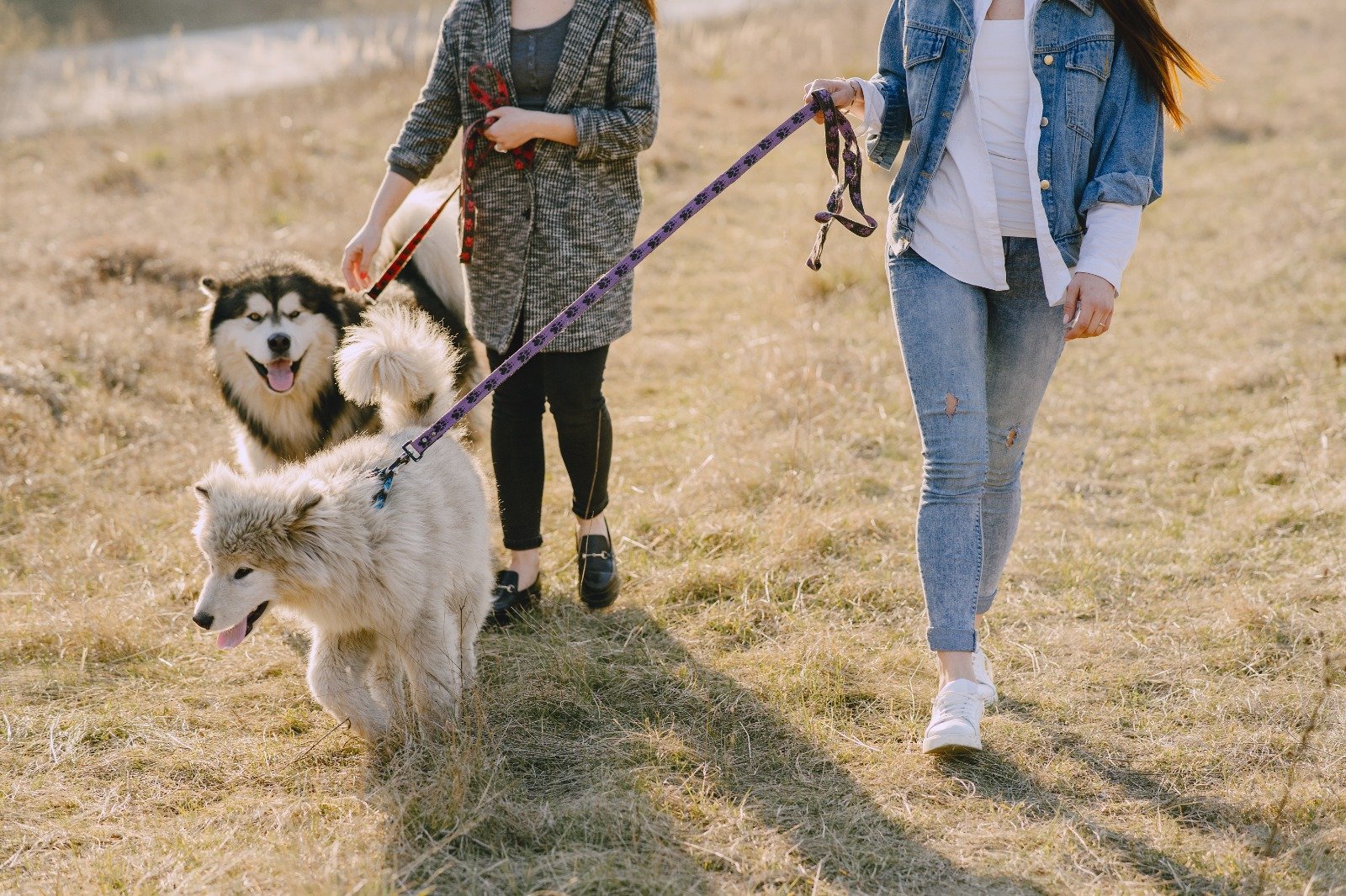 when does a puppy start walking, GogoStik, Dog Dutie Bags, Dog Poop Bag, Pooper Scooper