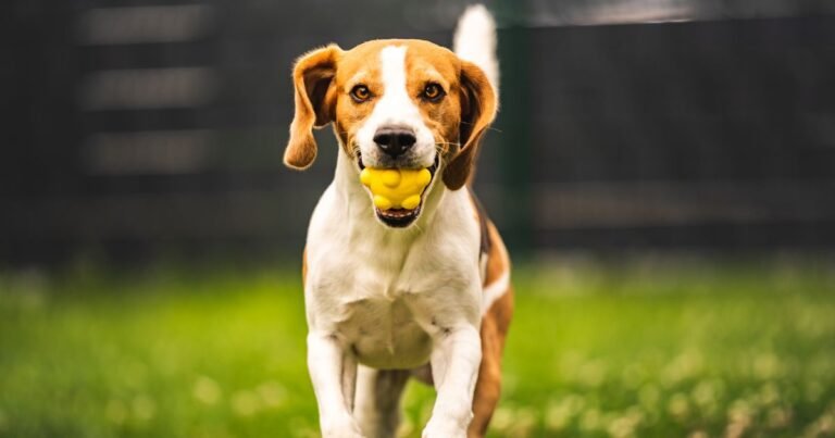 How to Teach Your Dog to Play Fetch