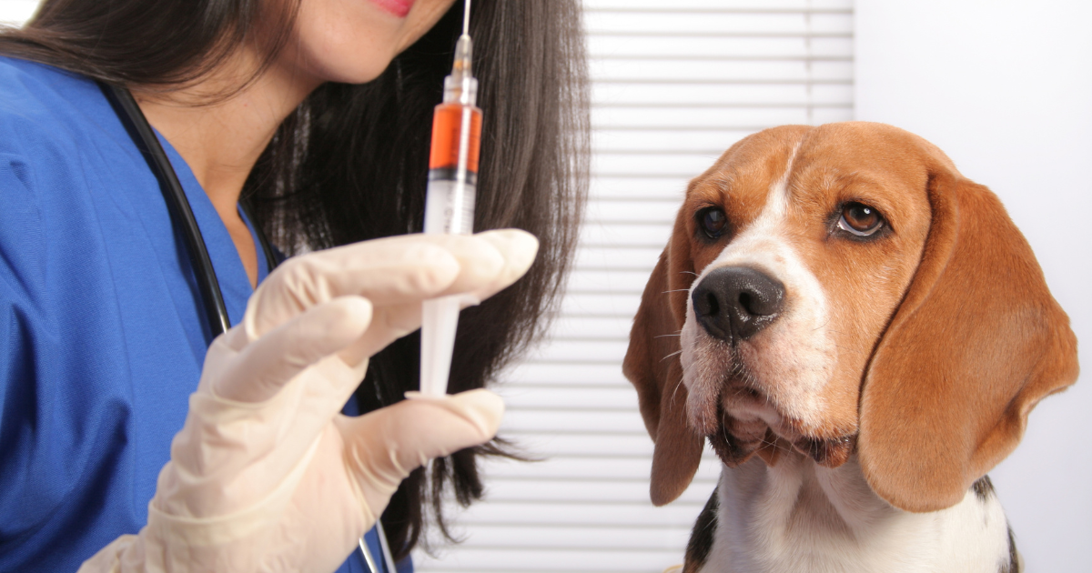Dog Vaccination Complete Guide Schedule, Costs & Side Effects
