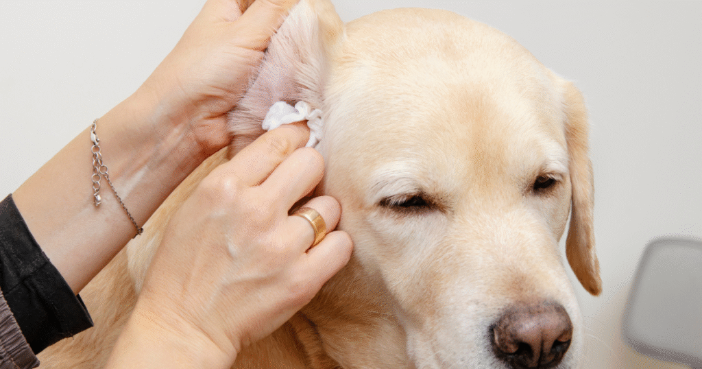 How to Clean Dog Ears with Pet Wipes Safe & Easy Method
