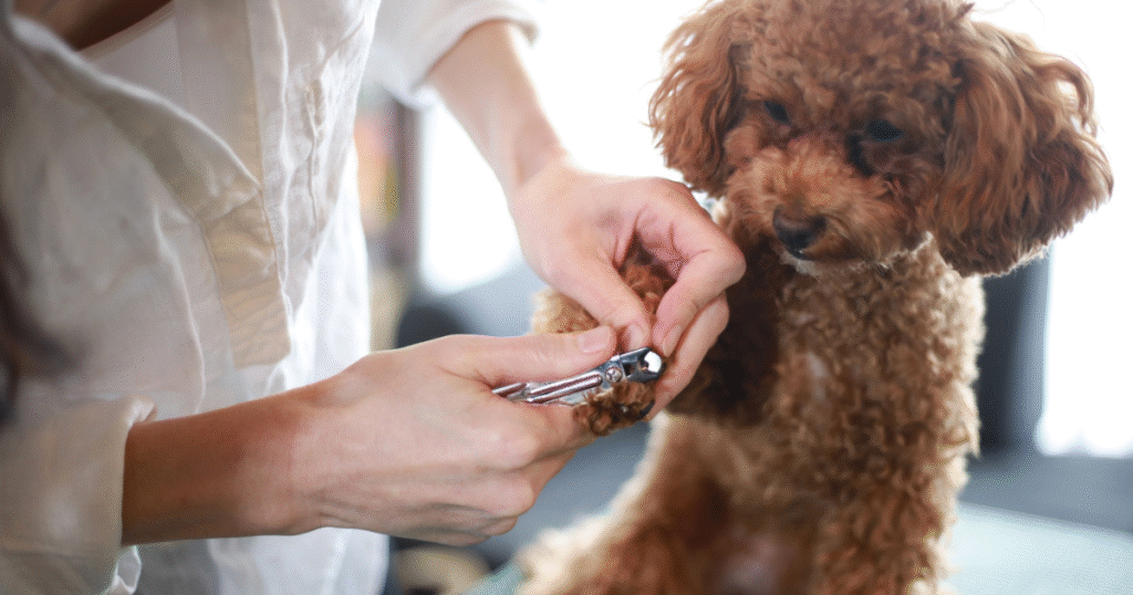 How to Cut Dog Nails