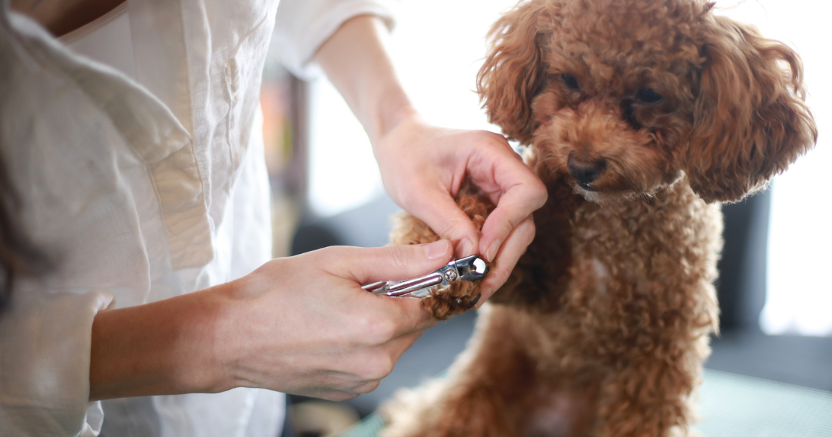 How to Cut Dog Nails