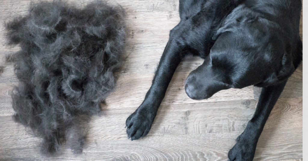 How to Get Mats Out of Dog Hair: Step-by-Step Guide