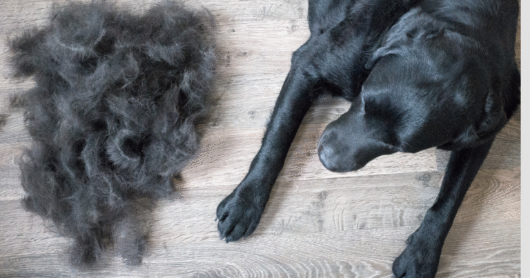How to Get Mats Out of Dog Hair: Step-by-Step Guide