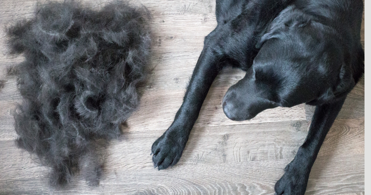 How to Get Mats Out of Dog Hair: Step-by-Step Guide