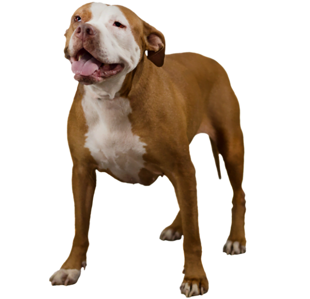 Pitbull-PNG-File (1)